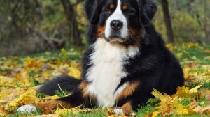 Low and high stimulus threshold in dogs: what does it mean?
