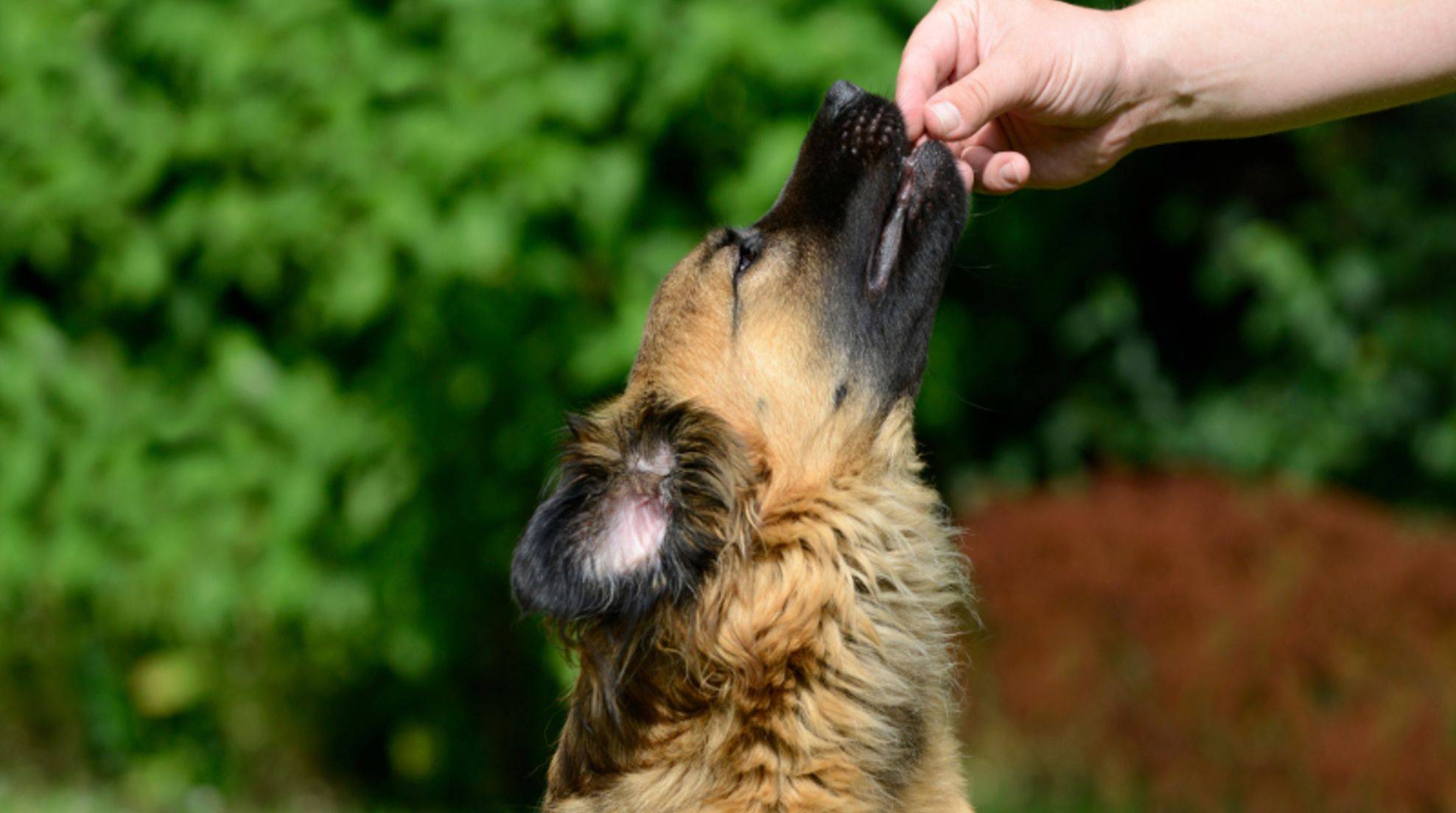 Praising dogs properly: That's the way to go