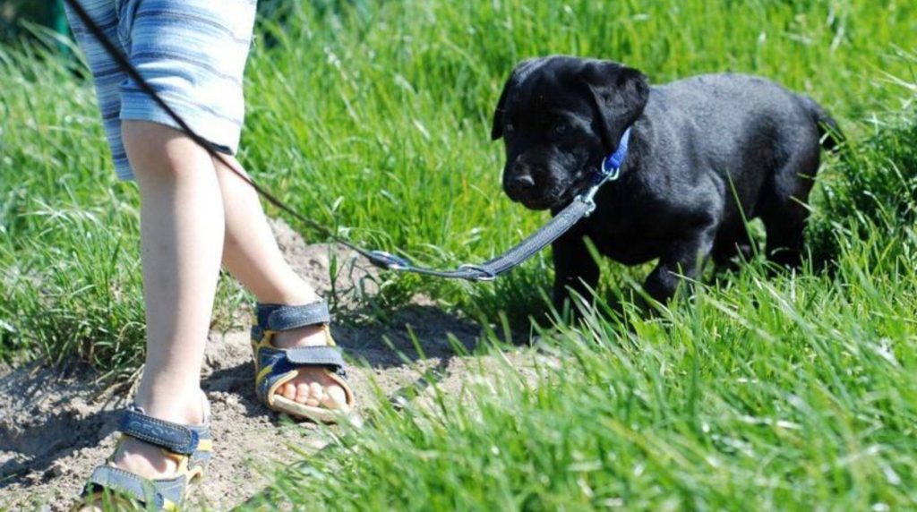 Leash management: How to get your dog used to the leash