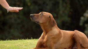 Four vital commands for your dog