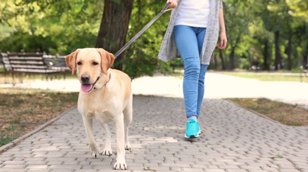 What to do if the dog constantly pulls on the leash?