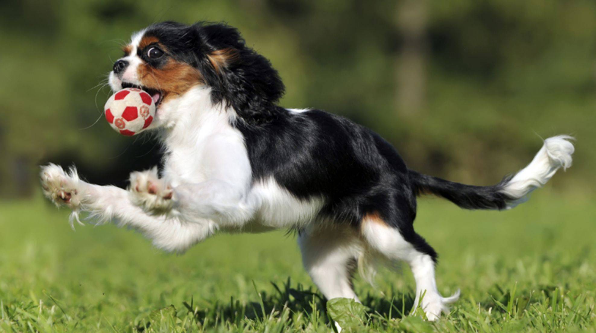 Ball junkie: break dog addictive behavior