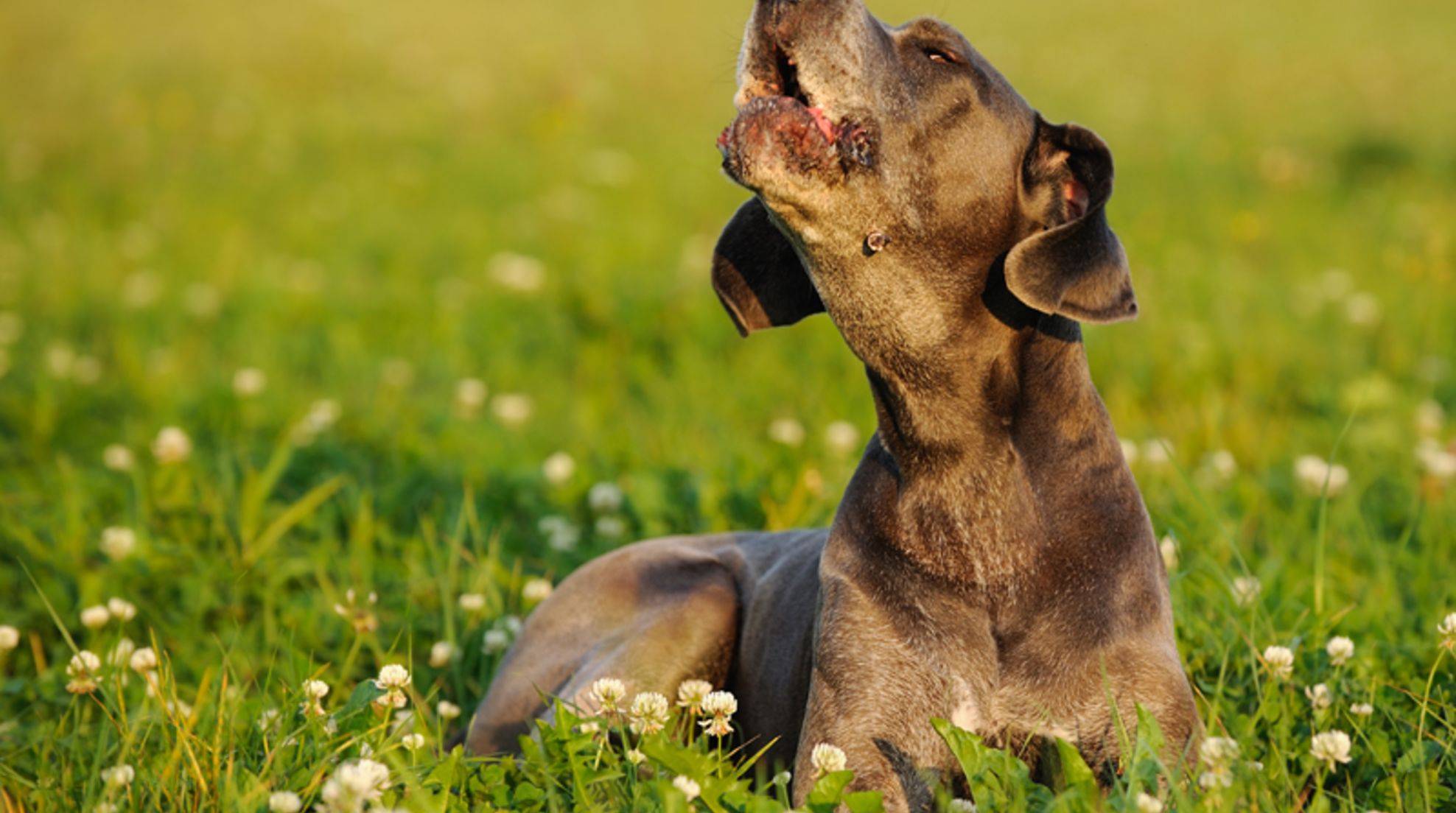 Wean your dog off whining: What to do with a whining four-legged friend?