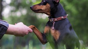Teaching your dog to "give paw": This is how it works.