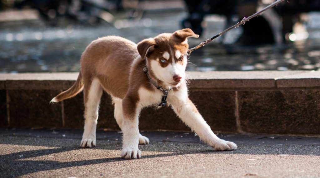 Is the dog stubborn? Educate four-legged "stubborn