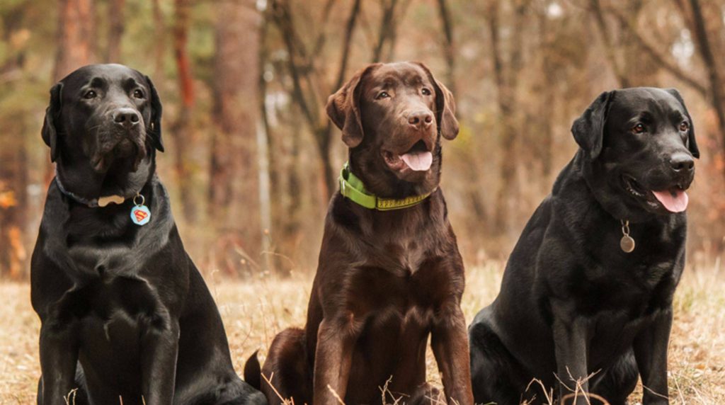 Labrador: working line and show line - what is the difference?
