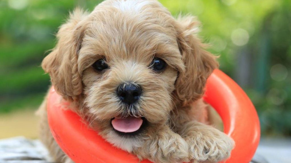 Dog school for babies: find the right puppy playgroup
