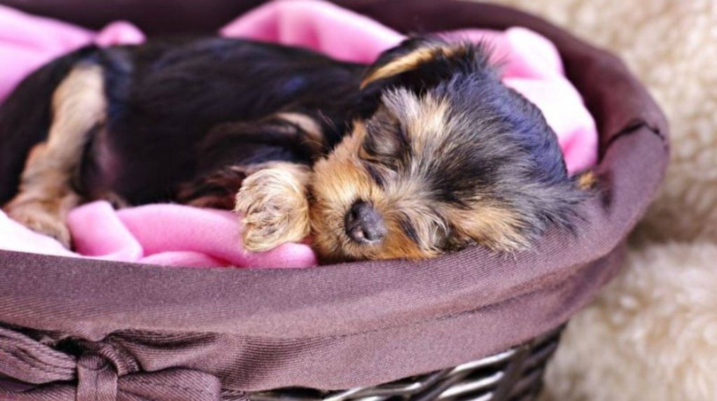 Sleeping place: How to find your dog a peaceful sleep