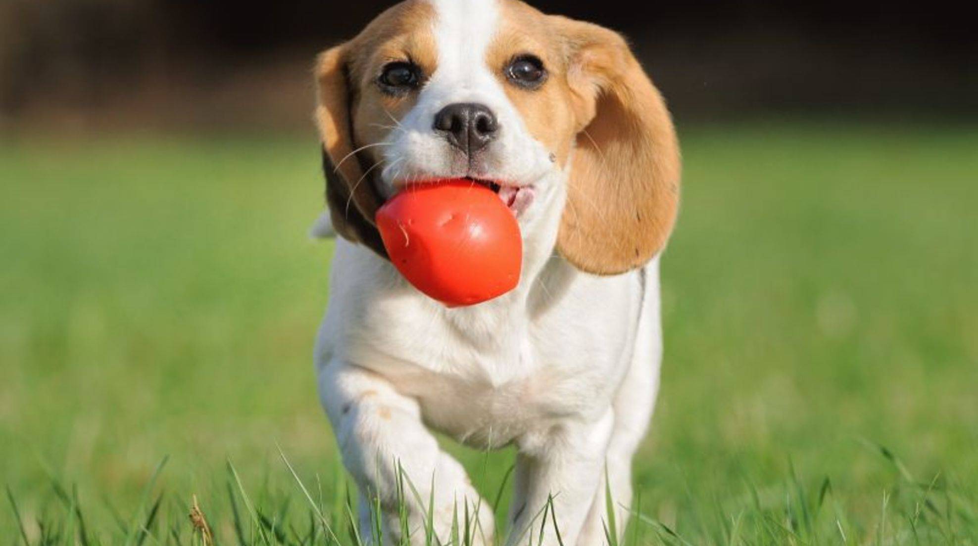 Buy fetch toys for dogs: fun guaranteed!