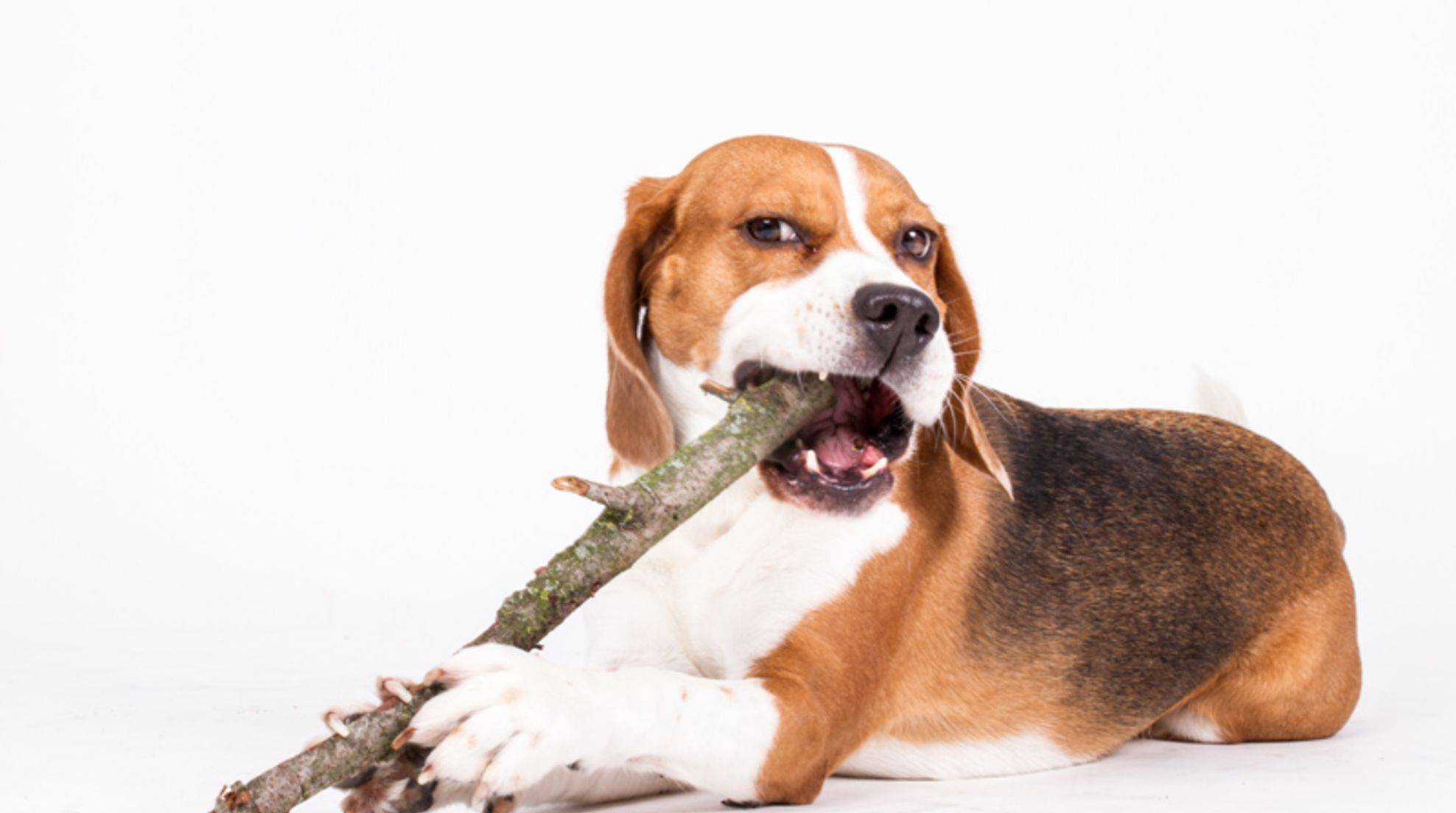 Why do dogs eat wood - and is it dangerous?