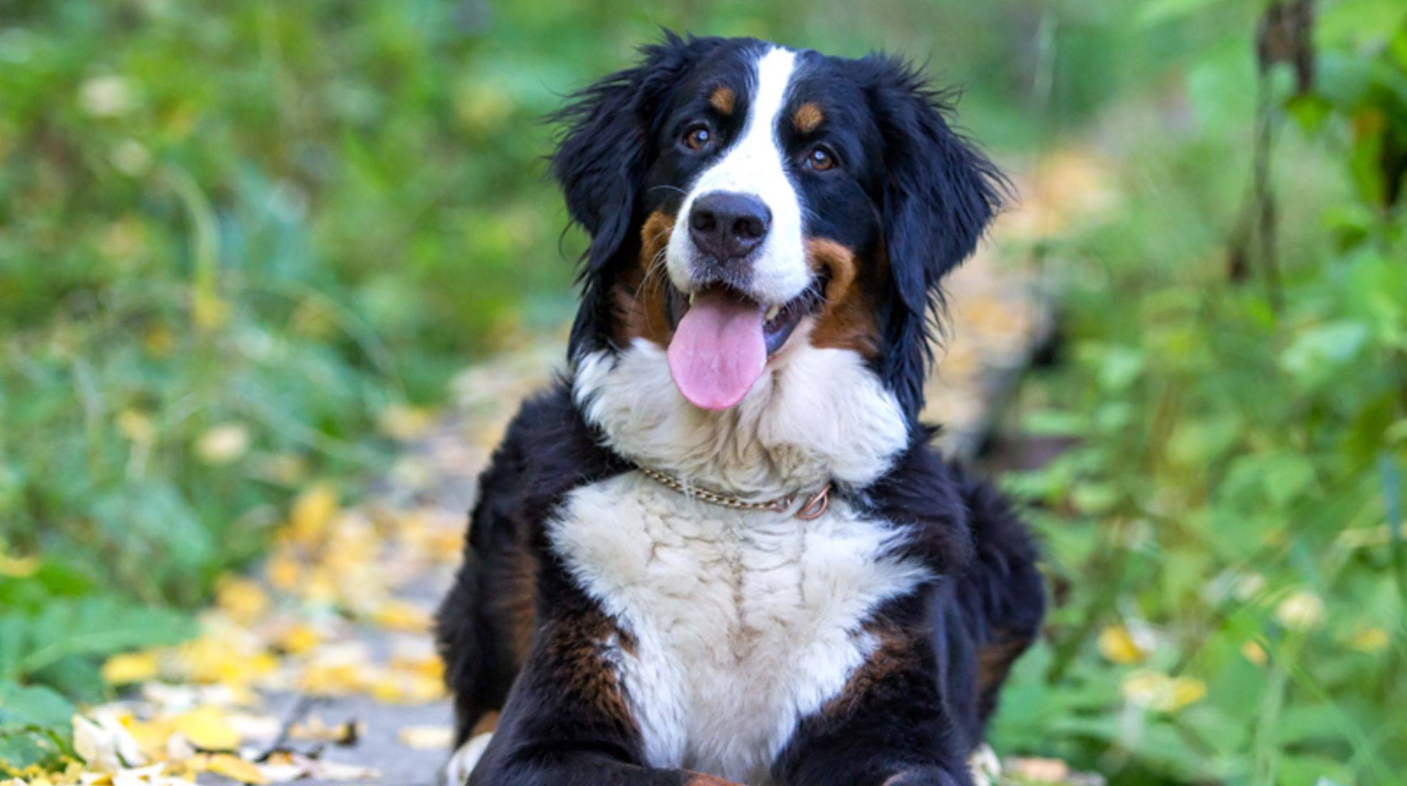 Bernese Mountain Dog: nature of the gentle giant