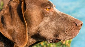 Biotin for dogs: That is why it is important