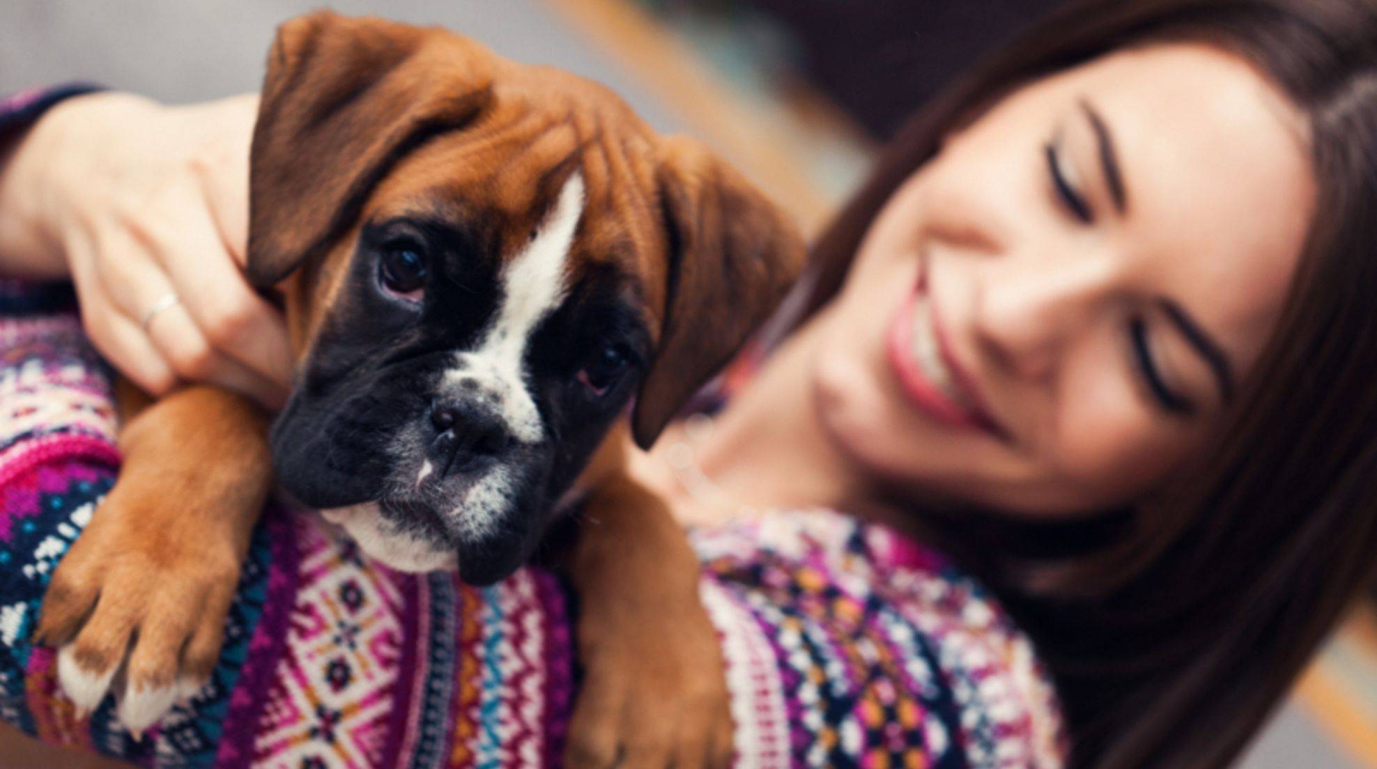 Boxer: 6 exciting facts about the dog breed
