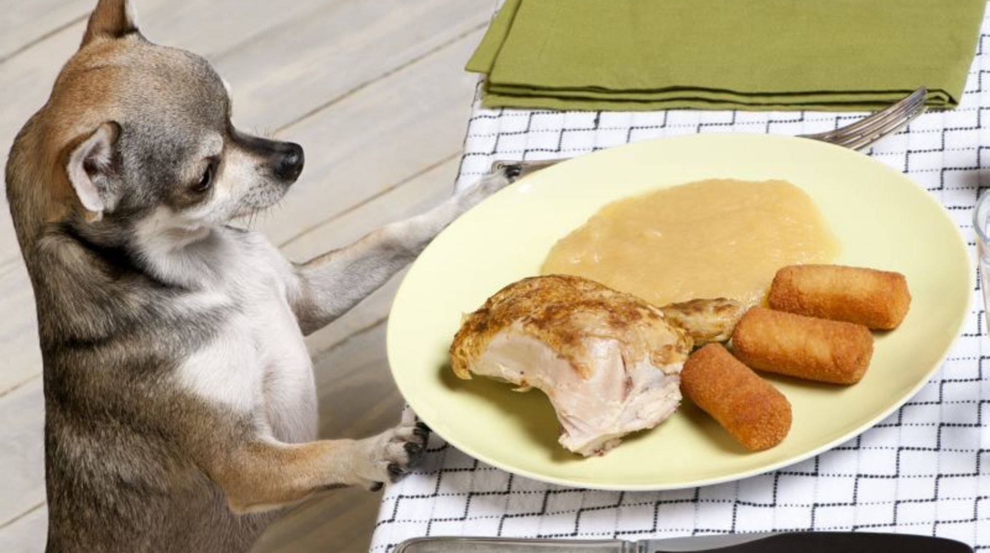 Caution toxic! Food that dogs should not eat