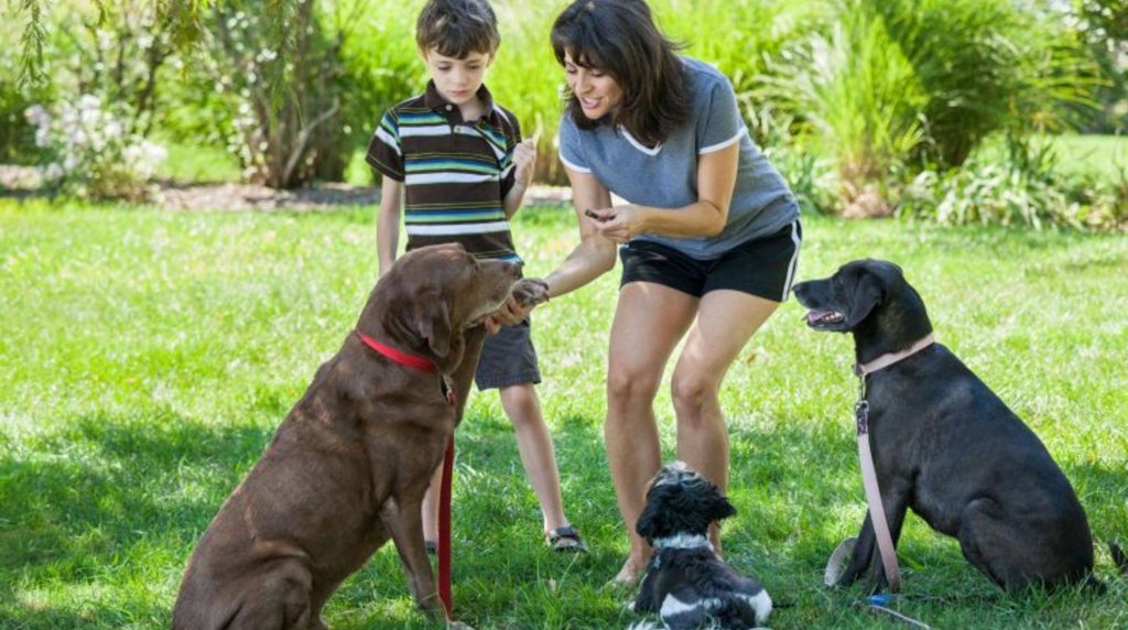 Dog training with a clicker: how it works!