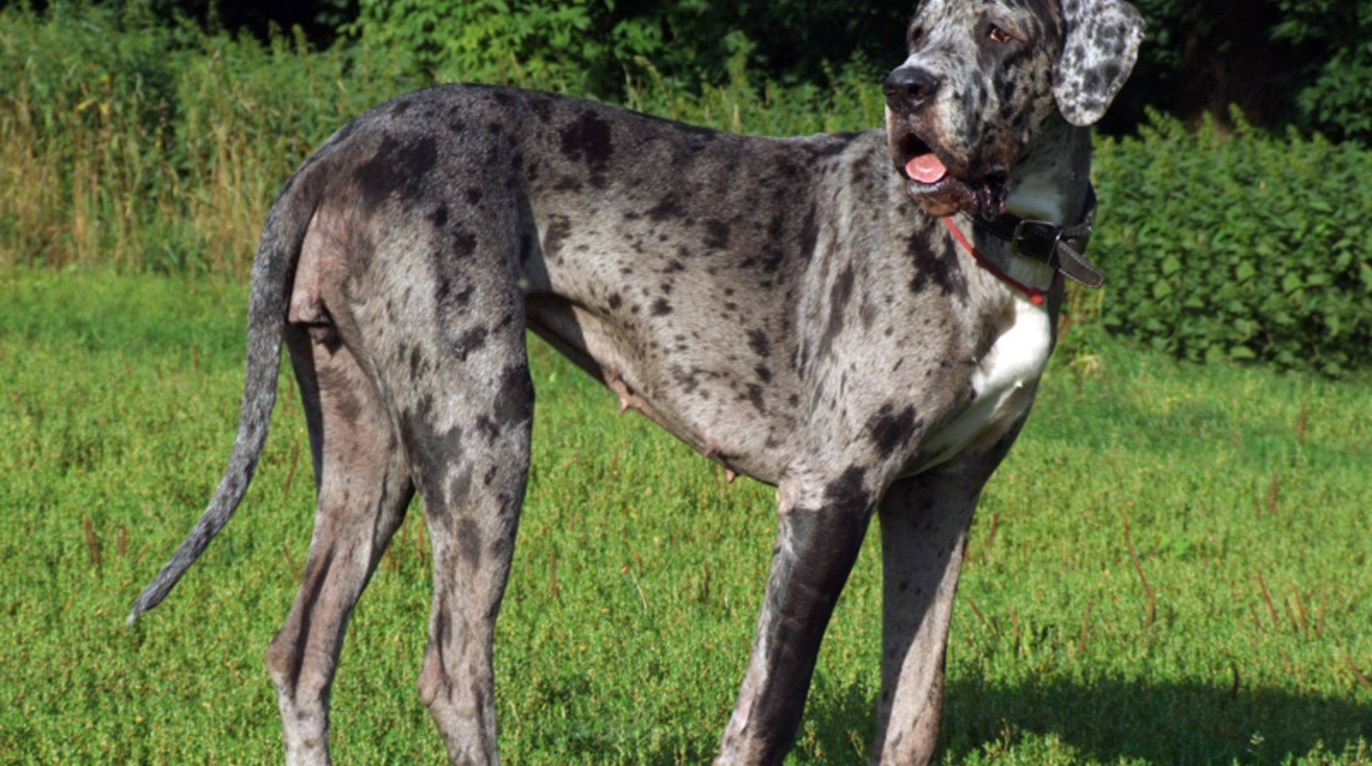 Great Dane and Great Dane: What is the difference?