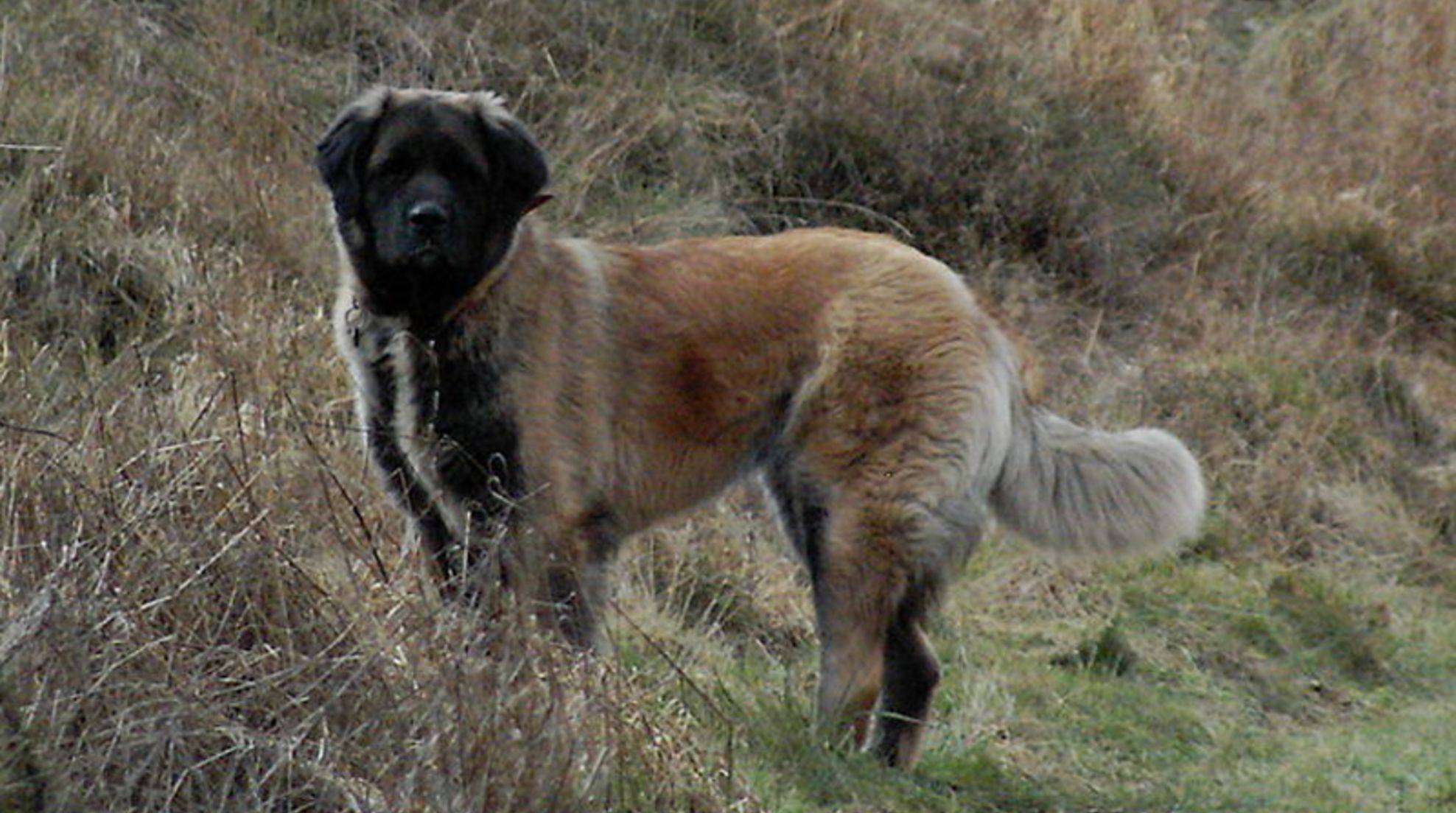 Germanic bear dog: species-appropriate husbandry