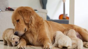 Herpes in dogs: vaccination against puppy deaths