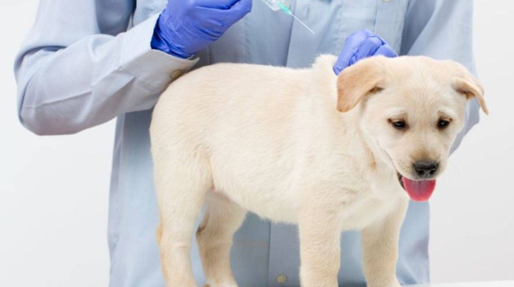 Rabies vaccination in dogs: is it necessary?