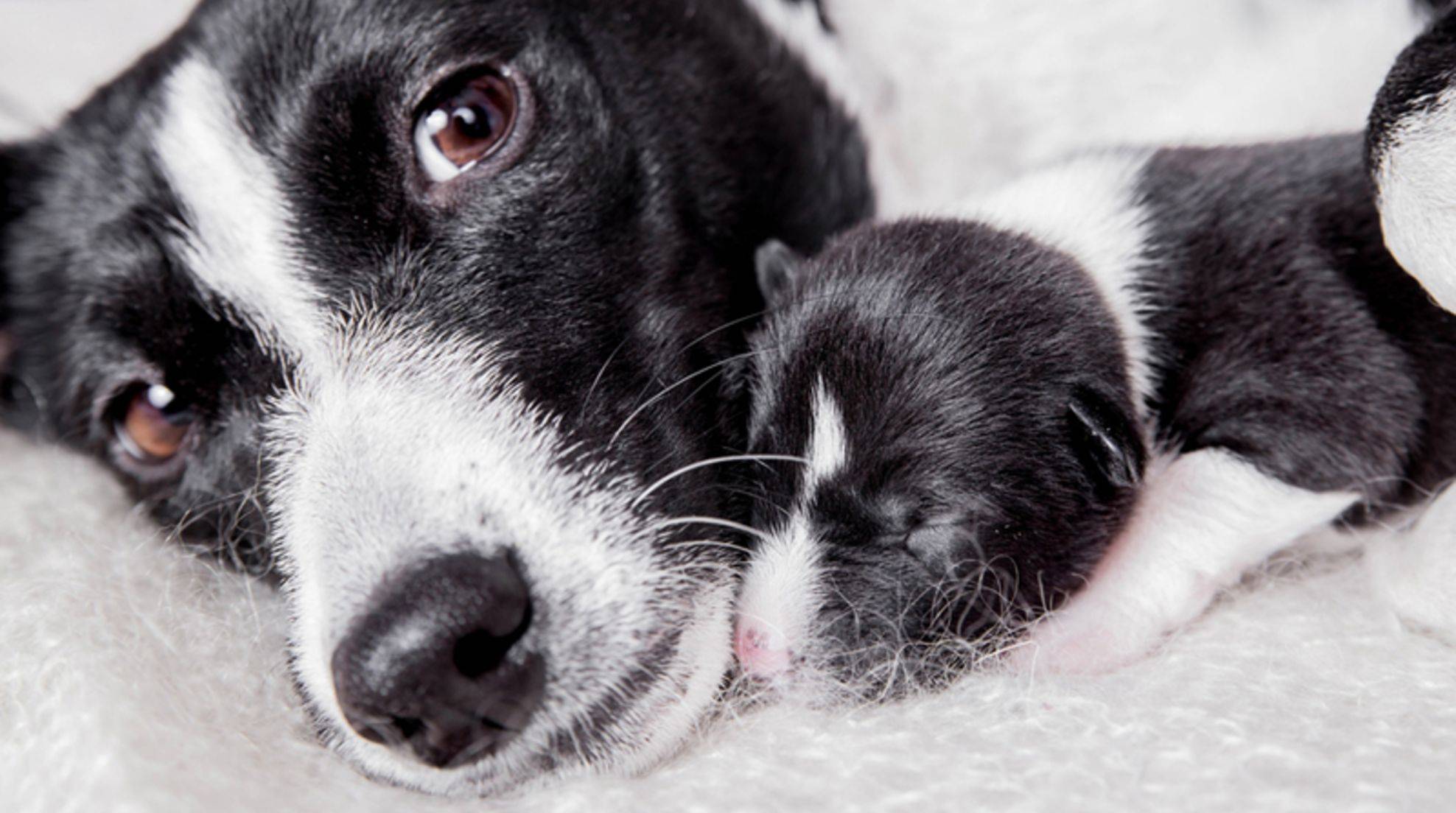 Birth in dogs: Signs, duration & process of giving birth to puppies