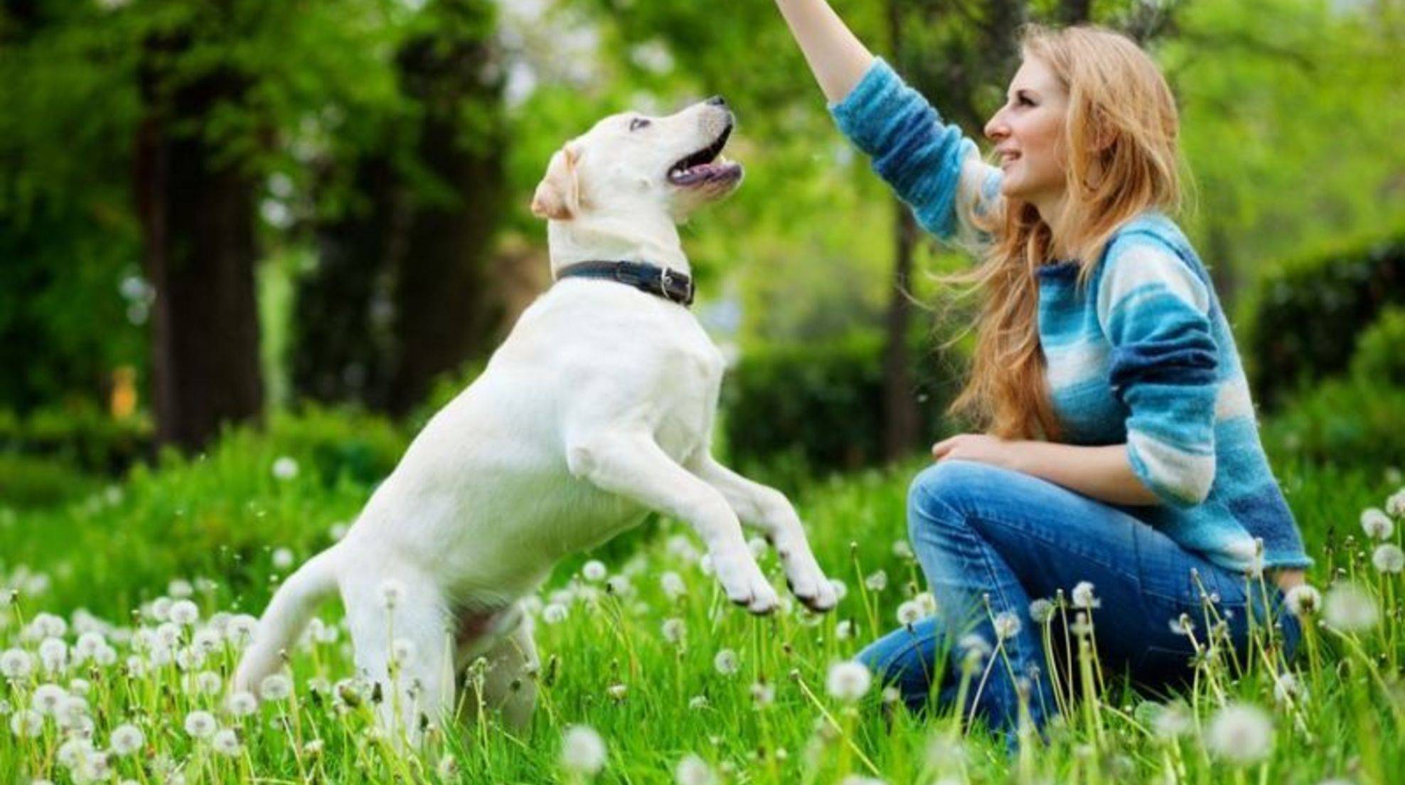 Consistency in dog training: tips