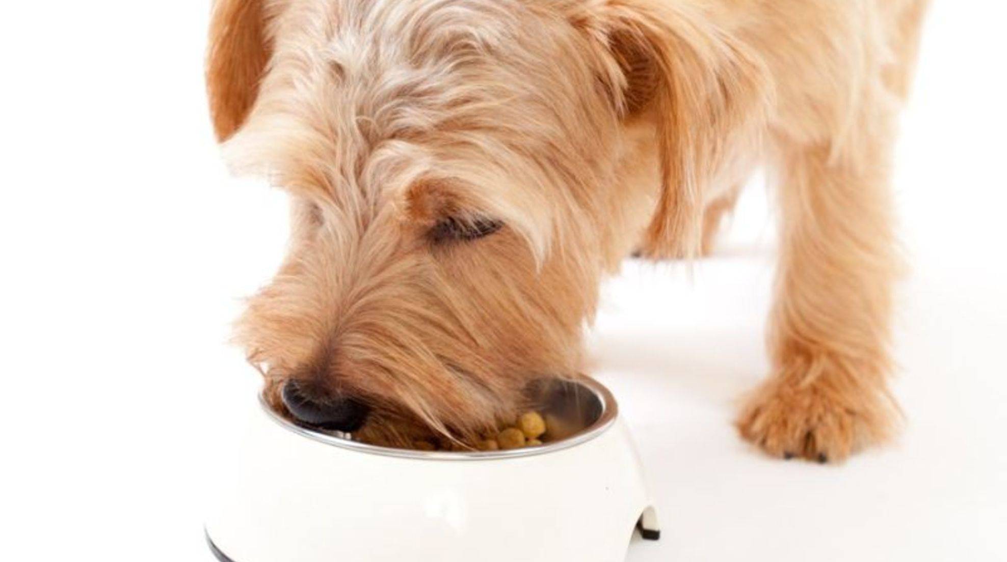 Find a suitable food bowl for the dog.