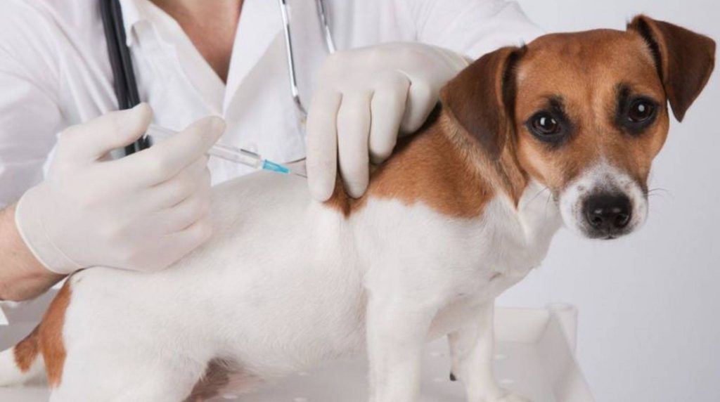 Non-core vaccinations for dogs: which ones are useful?