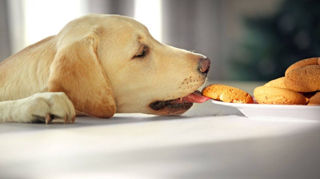 Do dogs need carbohydrates in their diet?