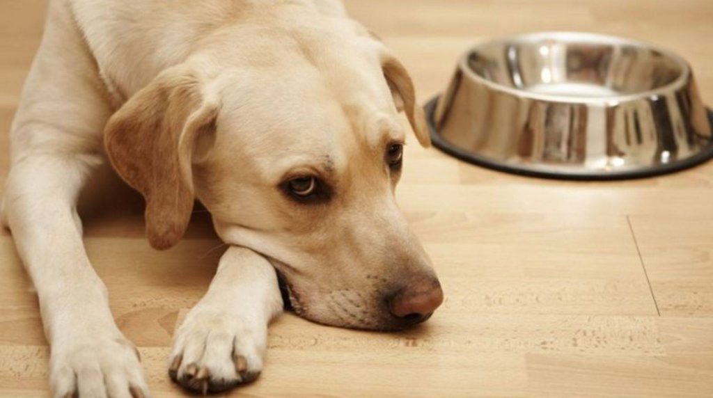 What to do when your dog does not want to eat