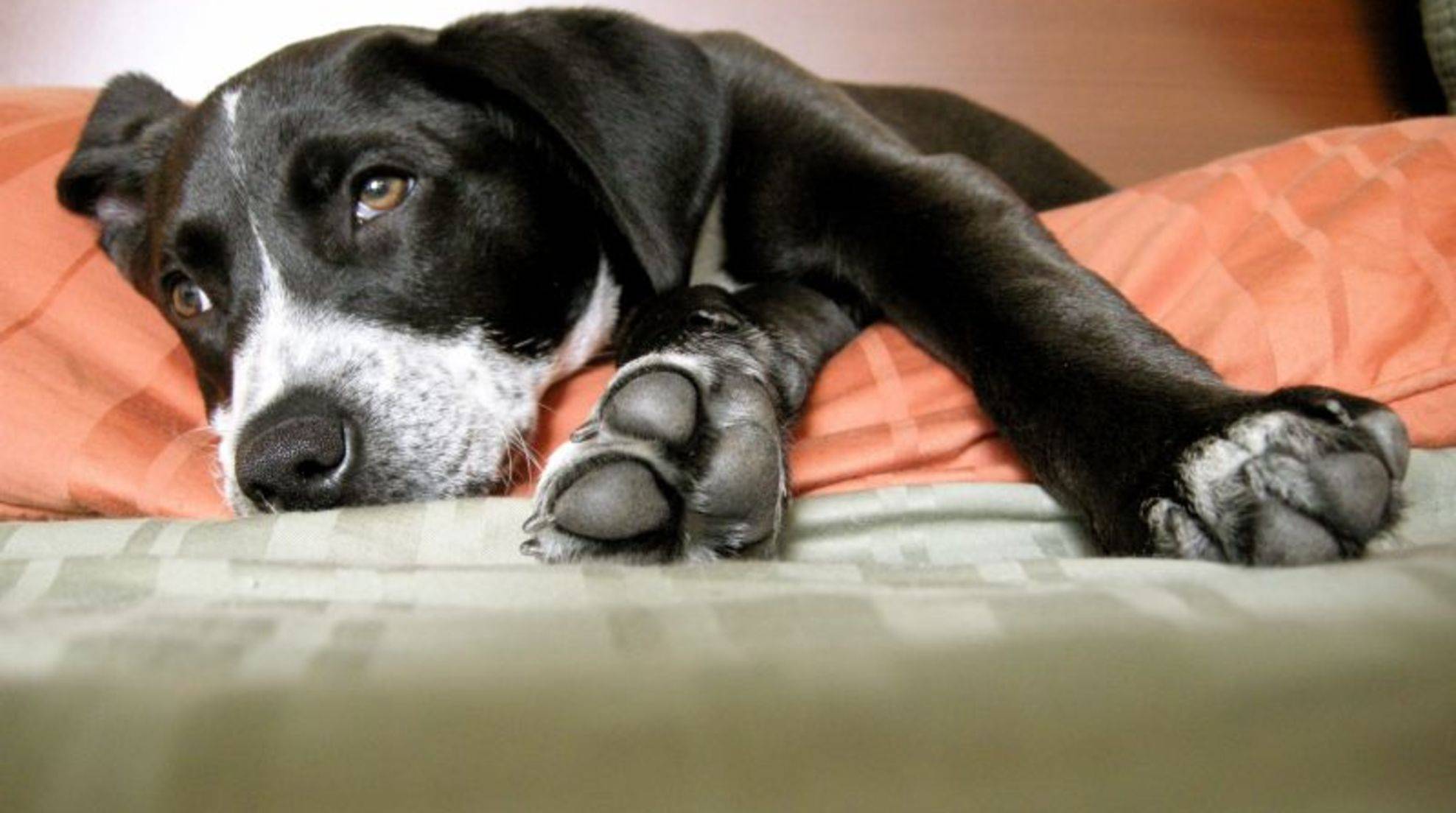 Causes of osteoarthritis in dogs