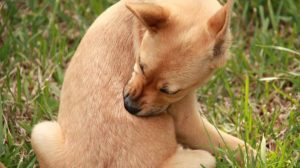 Fight fleas: tips against the parasites in dogs