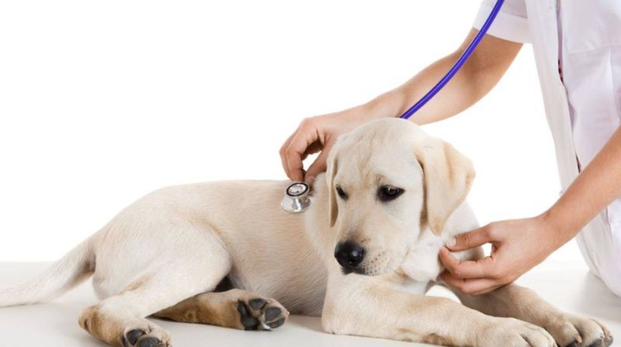 Constipation in dogs: causes, symptoms and what helps against it