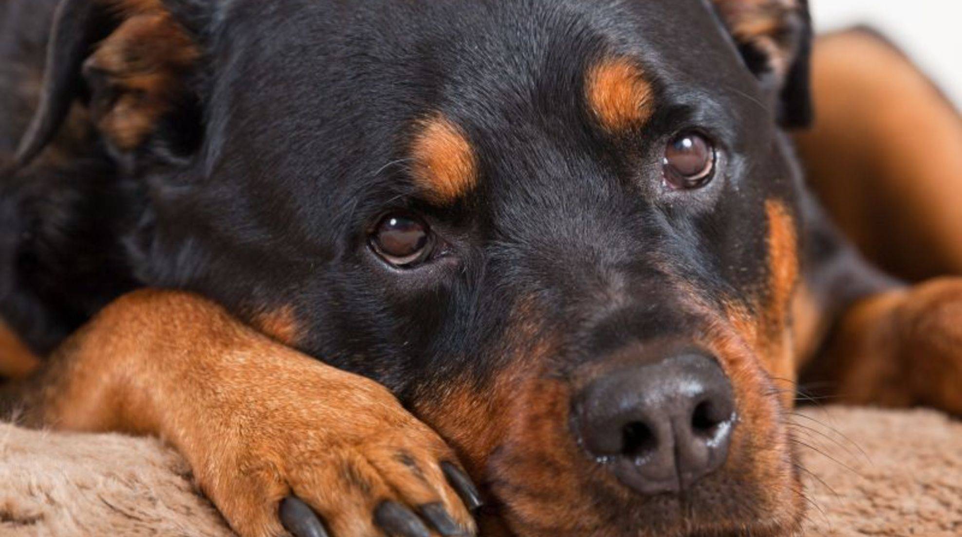 When the dog dies: grieving correctly is essential for owners.