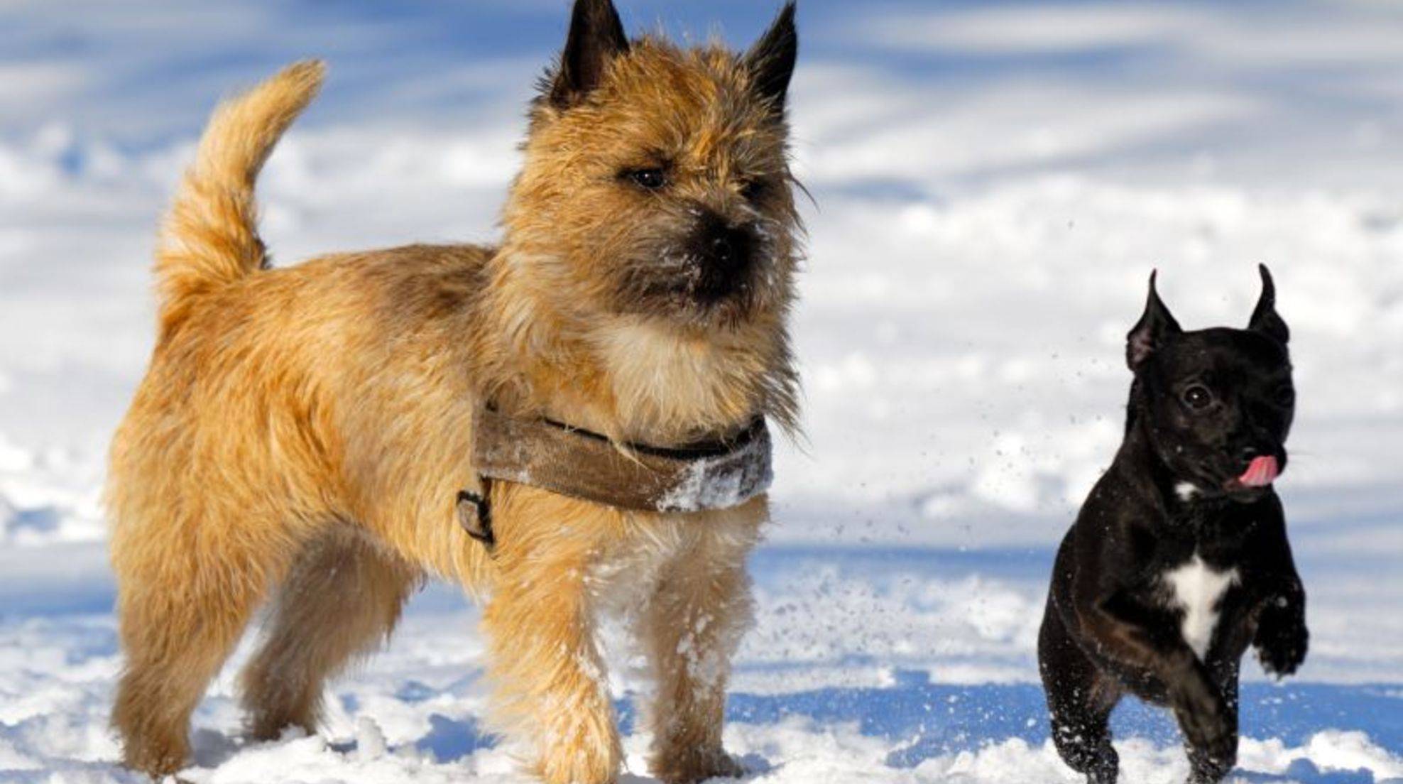 Dog walking in winter: Tips against freezing
