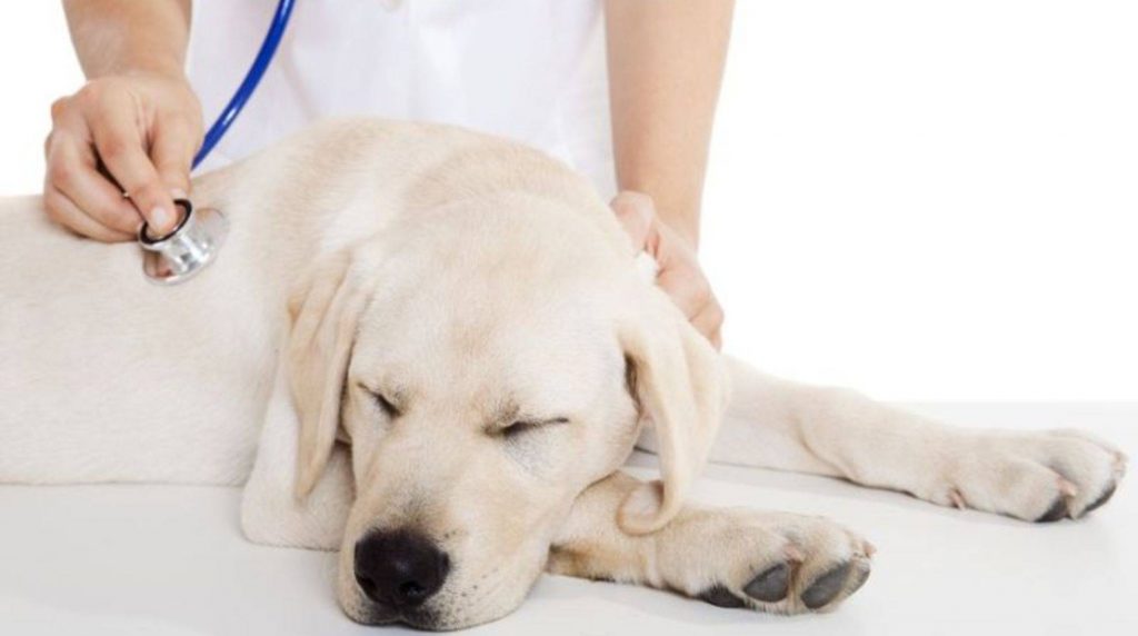 Diarrhea in dogs: possible causes and how to stop it