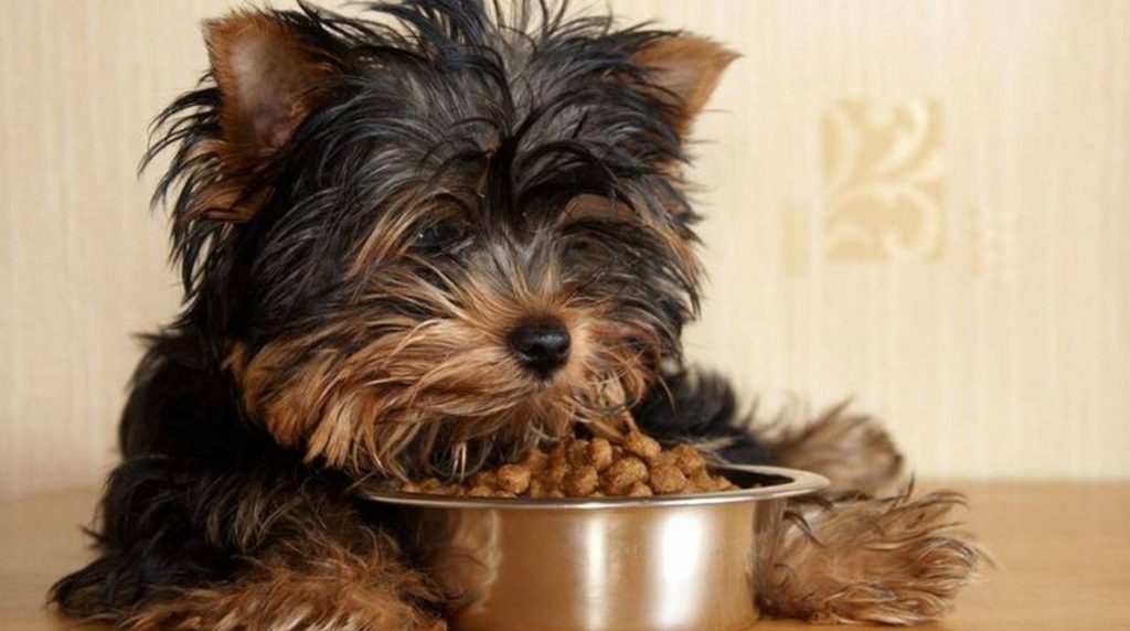 Does dry food provide benefits for the dog?