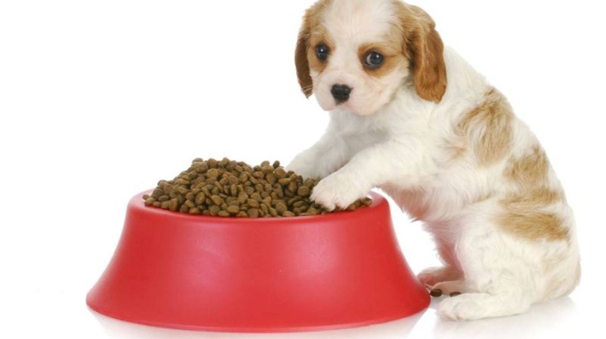 Feeding puppies correctly: What the young dog needs