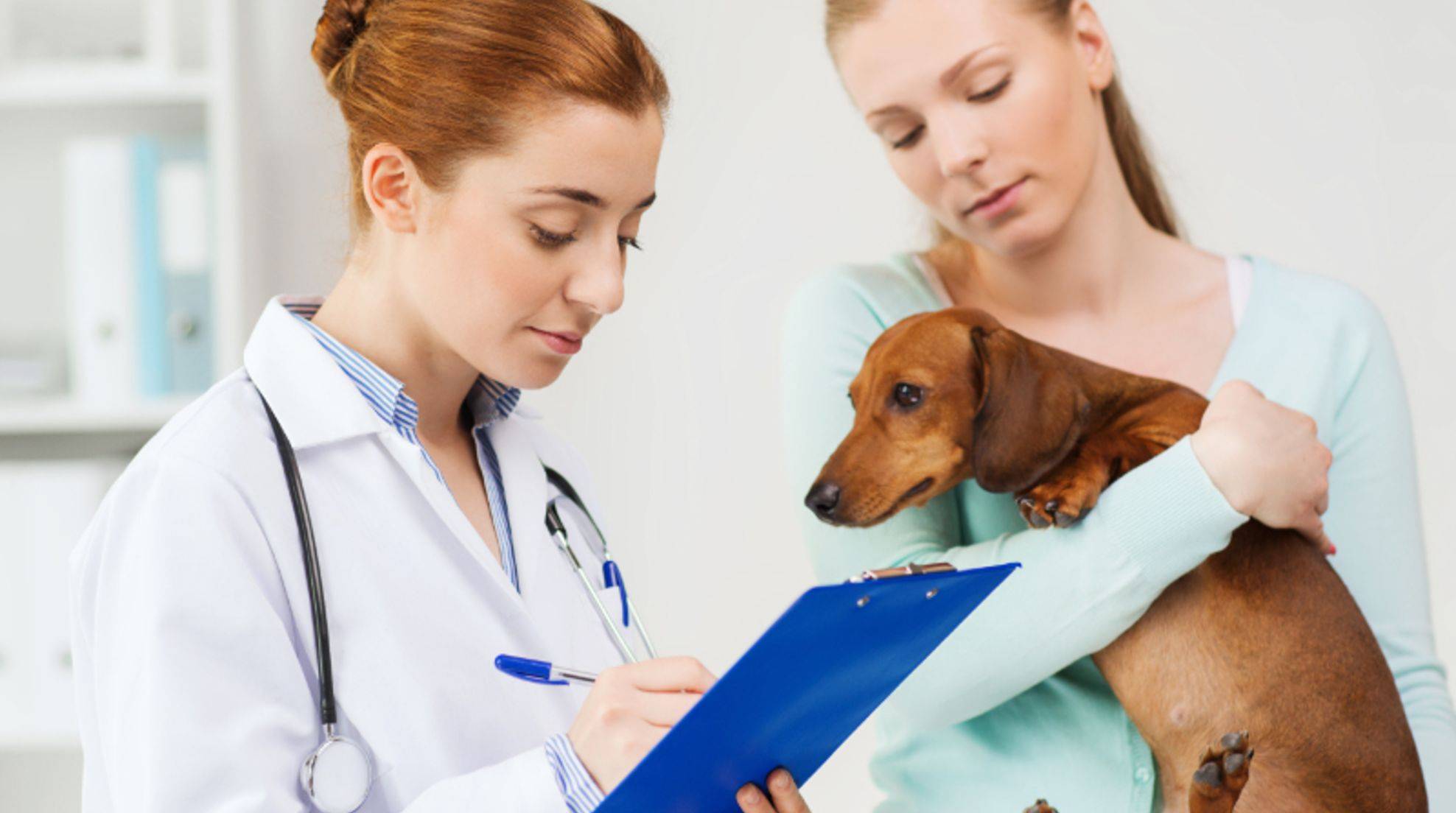 Inflamed anal glands in dogs: symptoms, causes, treatment