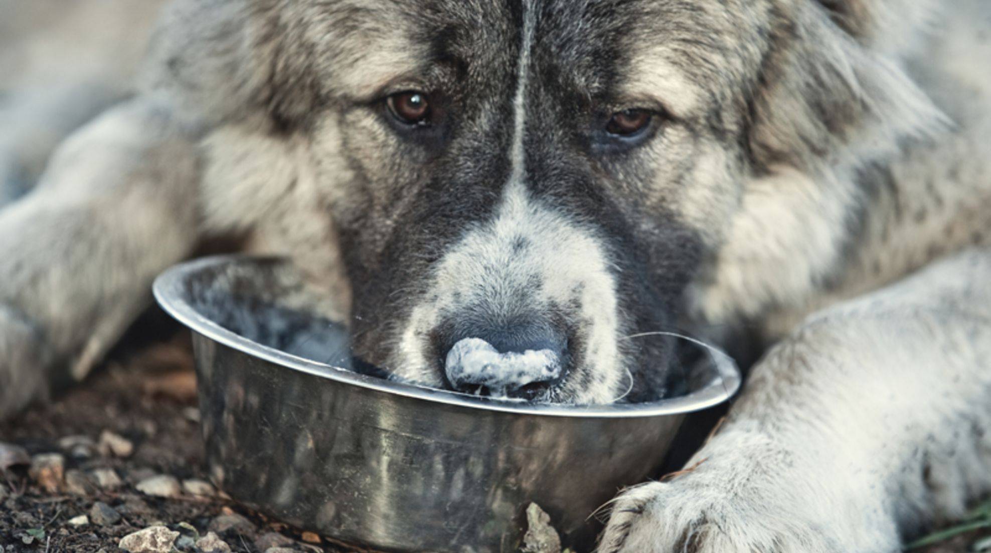 Barfen or wet food? Which is healthier for dogs?