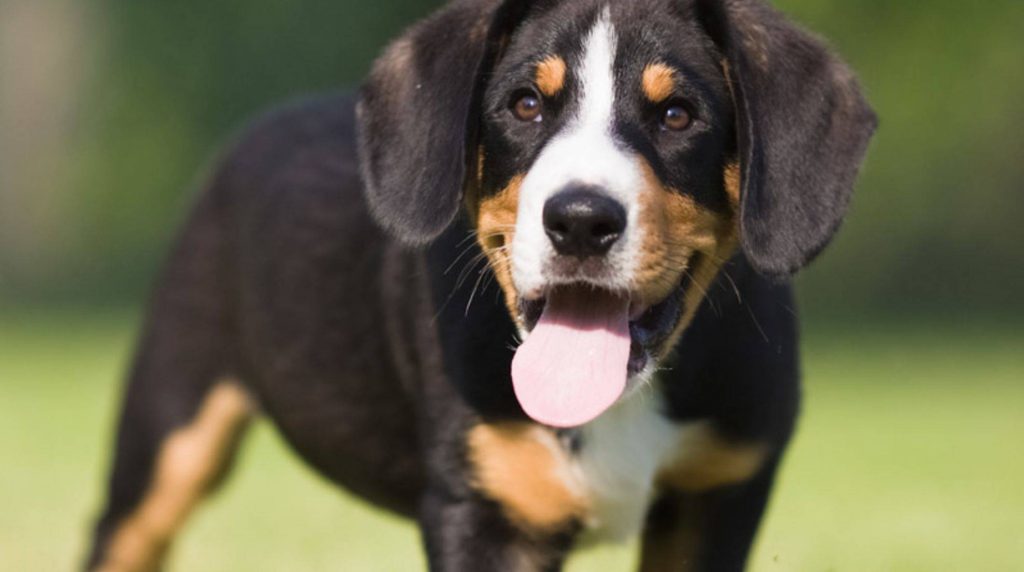 The dog is panting all the time: What does this mean?