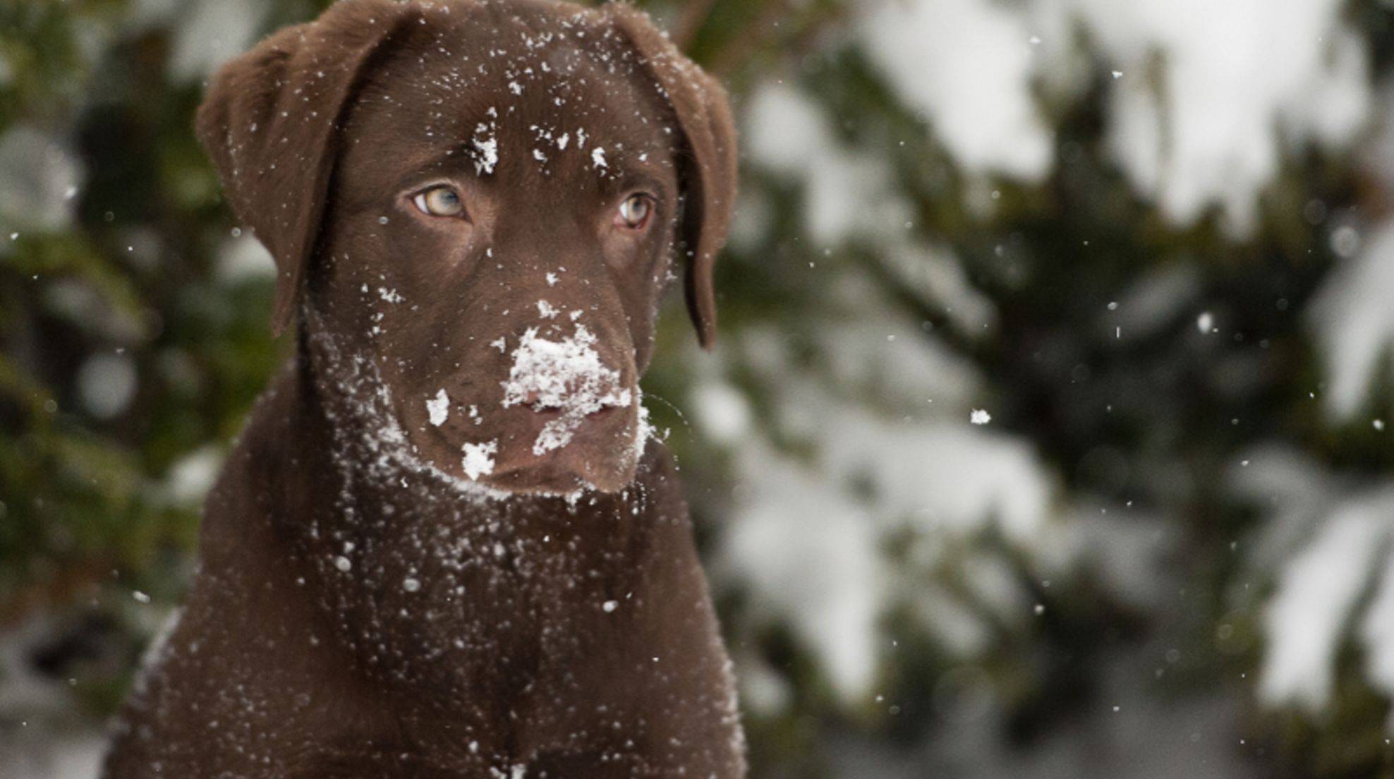 Dog nutrition in winter: What is important?