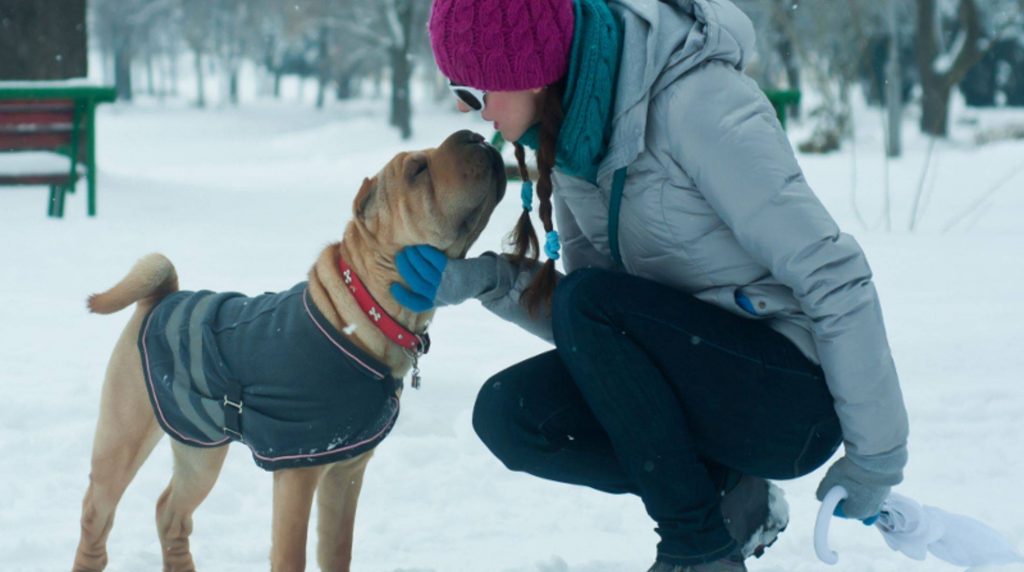 Five health tips for dogs in winter