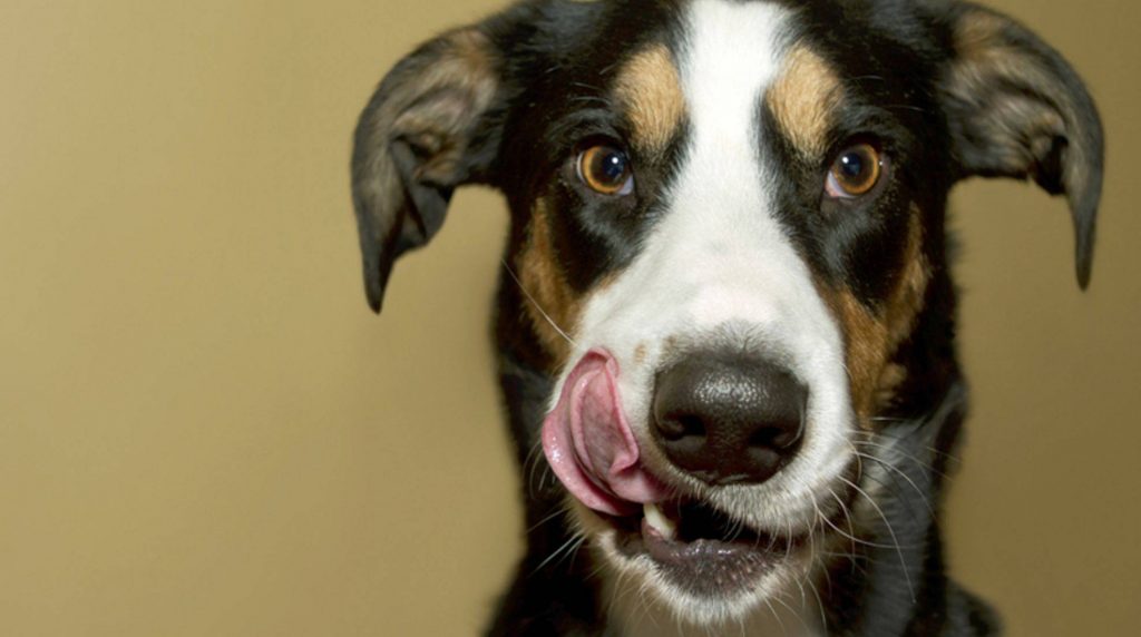 Dog nutrition: feed rumen correctly