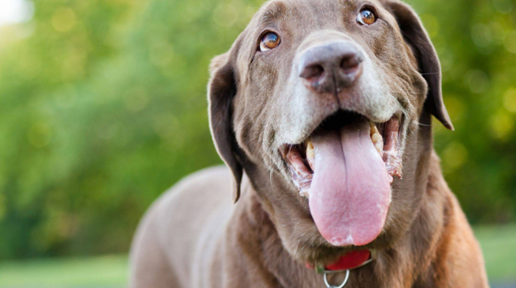 Dog drooling: 8 reasons for heavy salivation