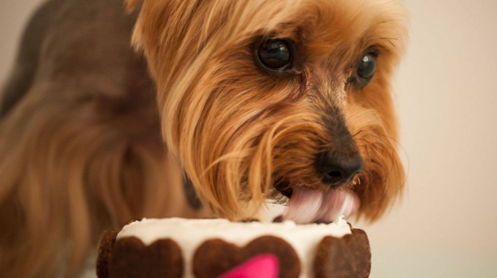 Make your own dog cake: Delicious recipe without baking