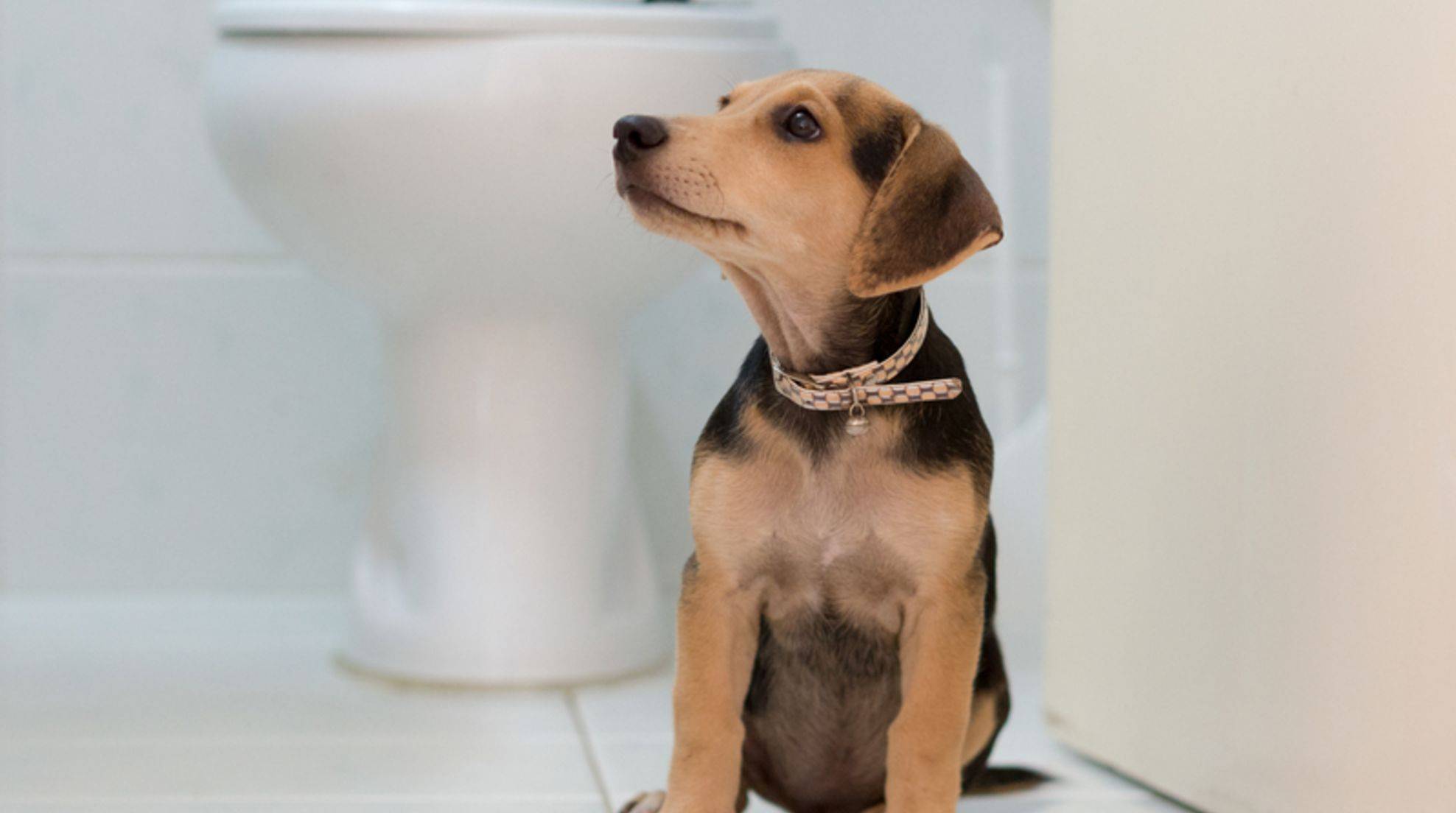 Dog drinking from the toilet: Is it dangerous?