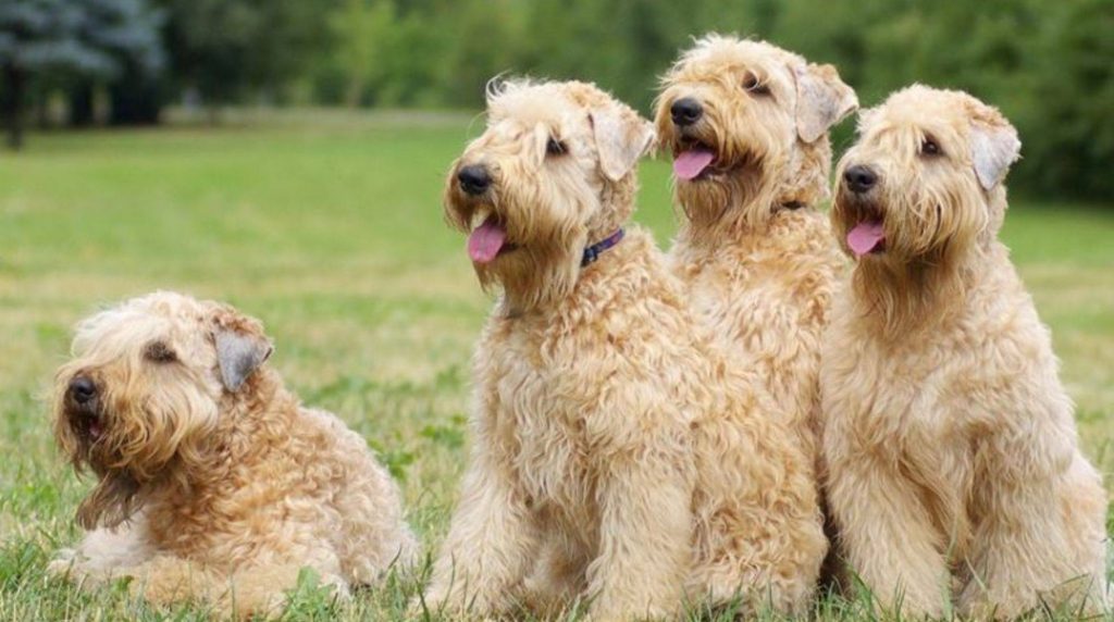 Find a dog breeder: There are several options