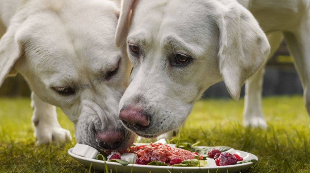 Barfing dog: Advantages and disadvantages of feeding fresh meat