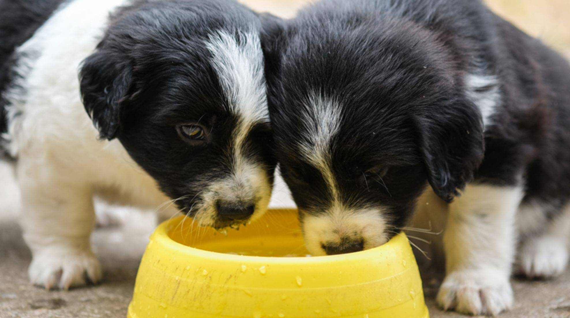Is it harmful to dogs to share a water bowl?