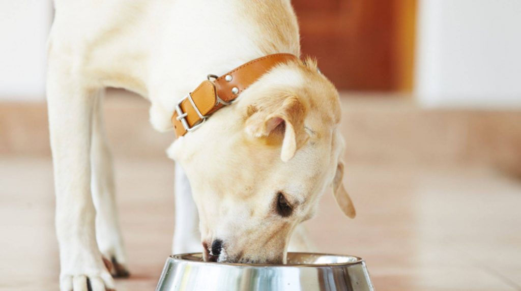 Cooking dog food yourself: Delicious recipes